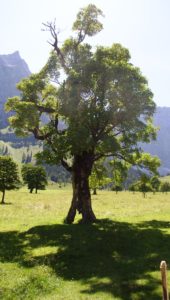 laufbaum-bearb.-170x300